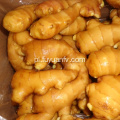 Hurtownie Premium klasy Organic Fresh Ginger